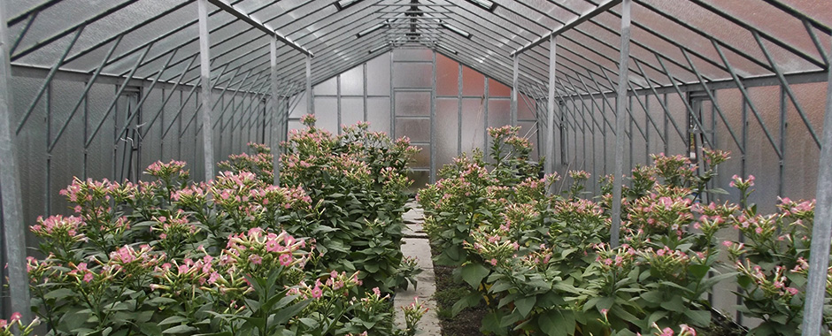The interior of the greenhouse that is used for tobacco (Nicotiana tabacum) cultivation
